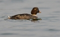 Brilduikers _ Feb. 2013 _ 07